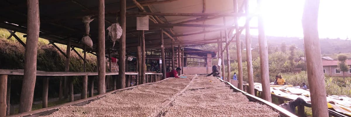 #30 rwanda, gishyita, rwanda coffee from stillers coffee