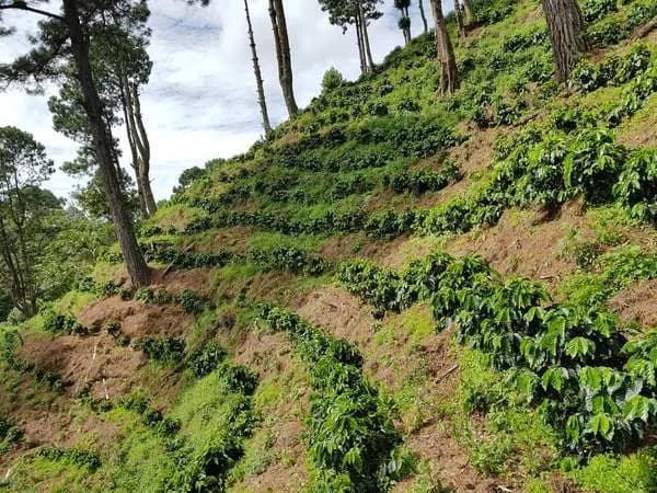 nicaragua natural, nicaragua coffee from kean coffee