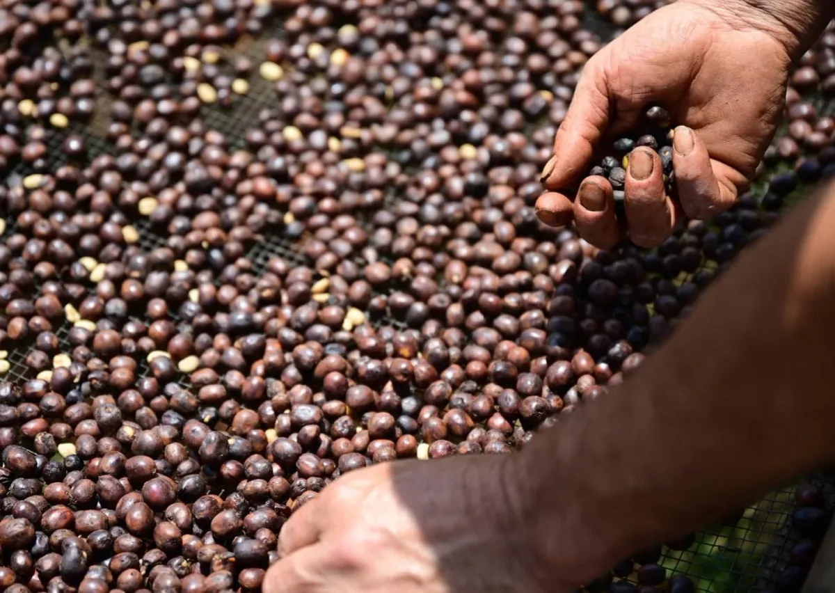 peru el eden – semi anaerobic, peru coffee from naked roaster coffee