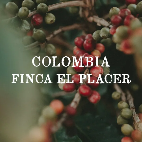 colombia finca el placer (washed), colombia coffee from case study coffee roasters