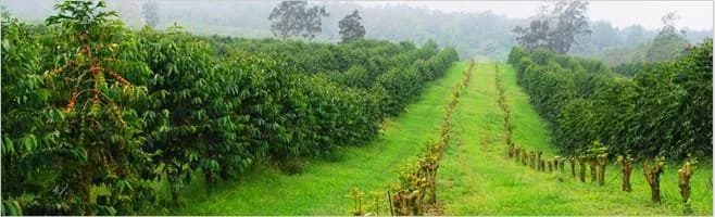 peaberry reserve coffee, tanzania + indonesia + sumatra coffee from weaver's coffee & tea - san rafael cafe