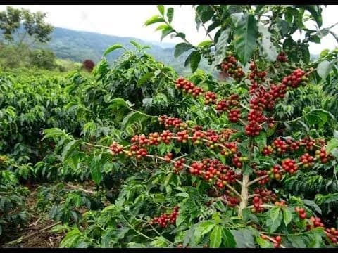 java, indonesia coffee from illimani koffiebranderij