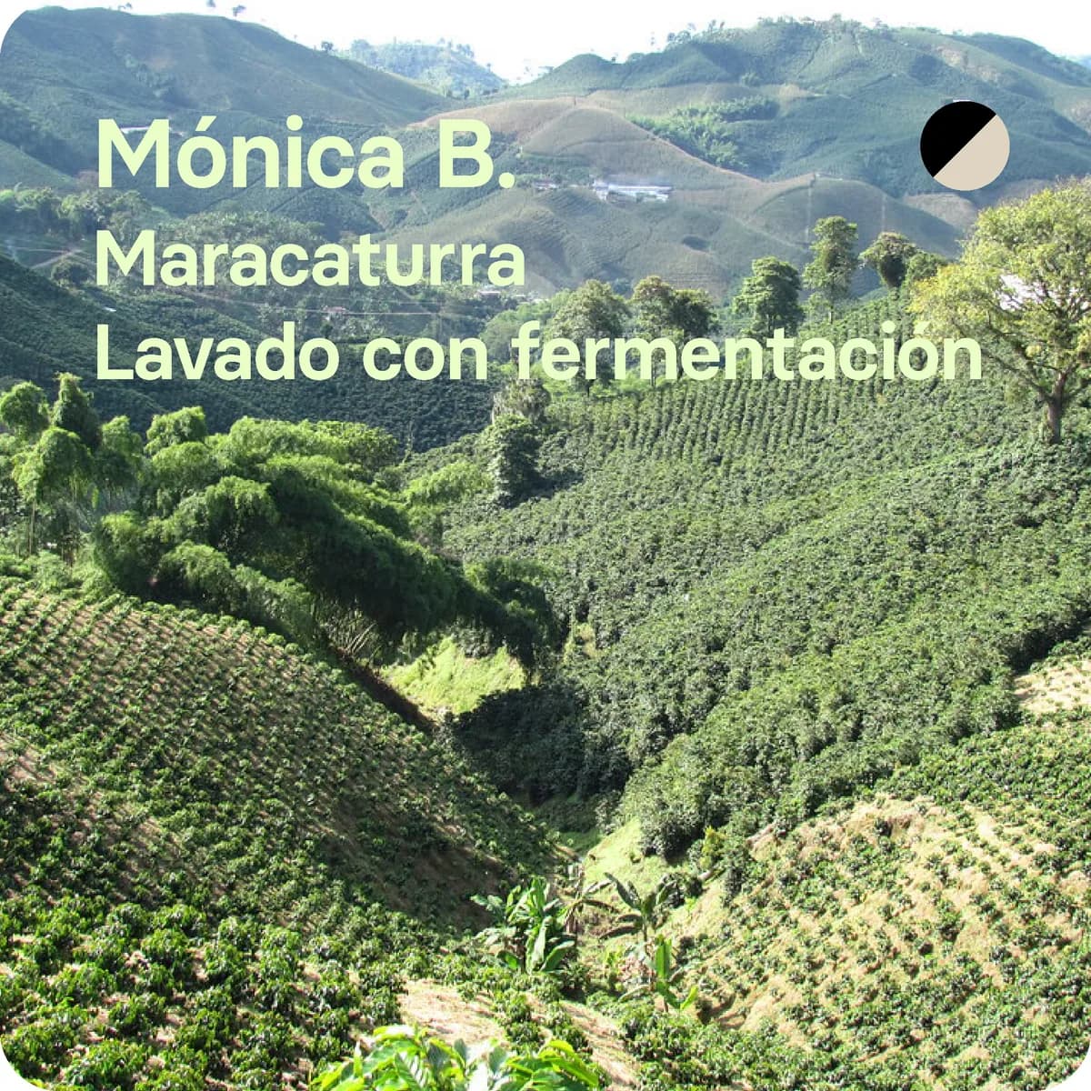 mónica berdugo, colombia, colombia coffee from harmony roasters