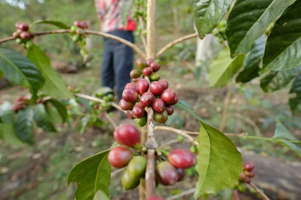 ethiopia tibebu aleto sidamo natural espresso, ethiopia coffee from passport specialty coffee