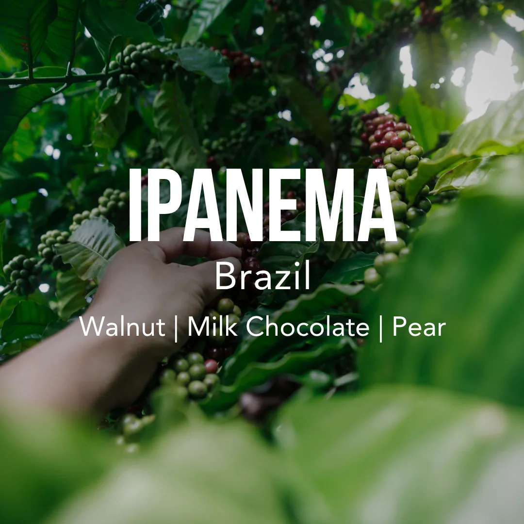 brazil ipanema gourmet, brazil coffee from excelso coffee