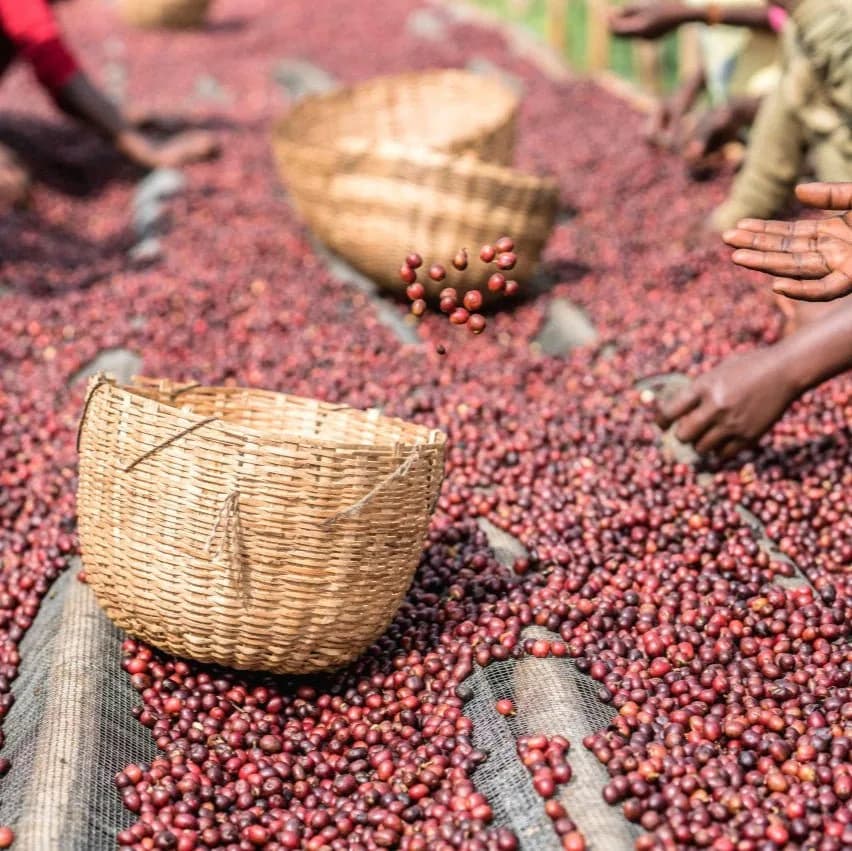 äthiopien | adado, ethiopia coffee from cabana coffee roasters
