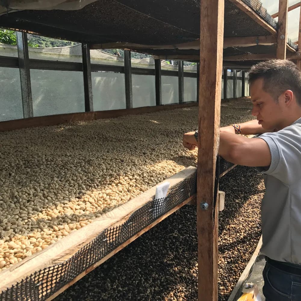 volcán, panama coffee from thomsons coffee roasters