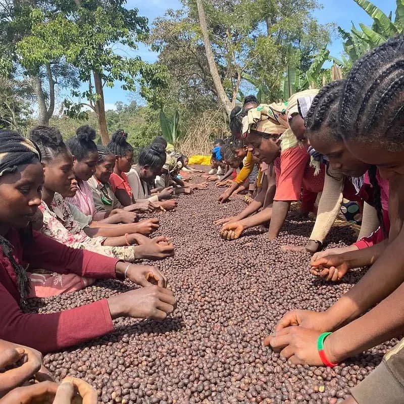 ethiopian yirgacheffe washed process arabica green coffee beans (1kg), ethiopia coffee from pennine tea & coffee ltd