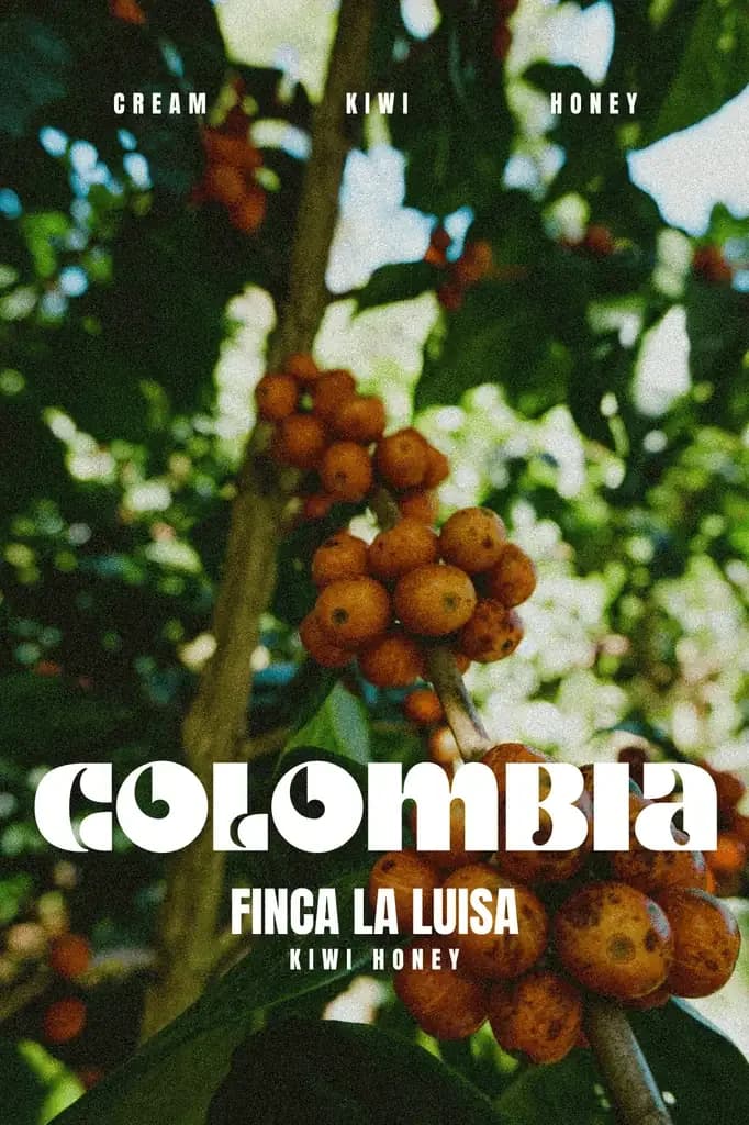 colombia – la luisa kiwi, colombia coffee from marshall street coffee