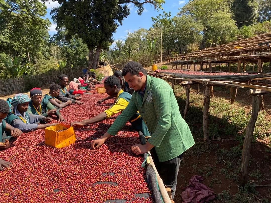 ethiopia yednekachew seleshi natural filter, ethiopia coffee from passport specialty coffee