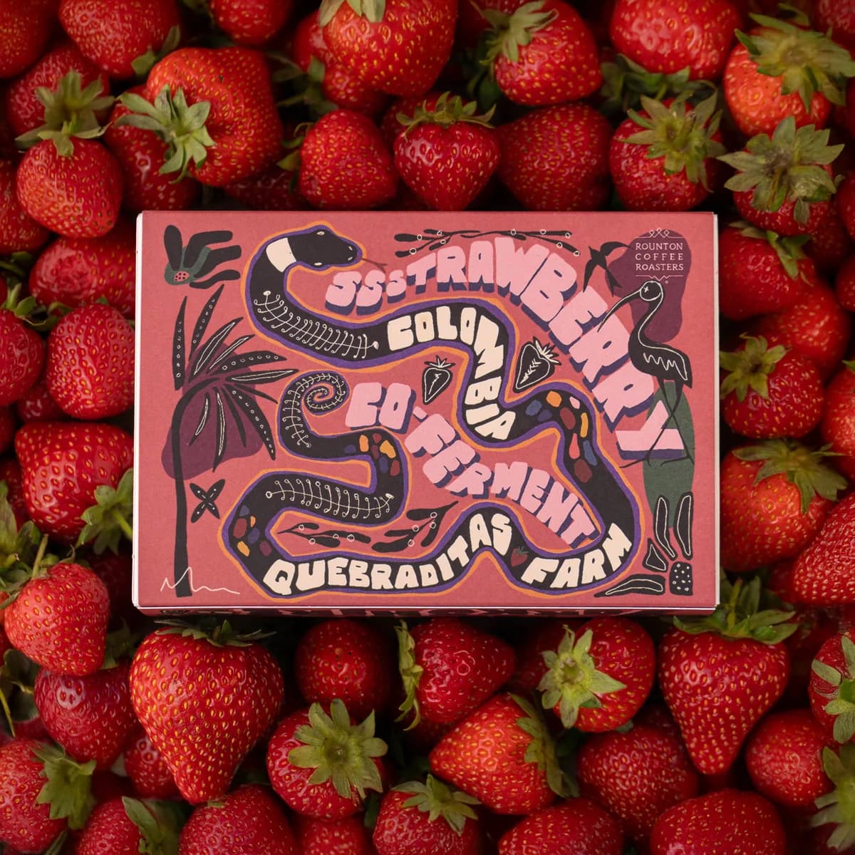 strawberry co-ferment, colombia coffee from rounton coffee