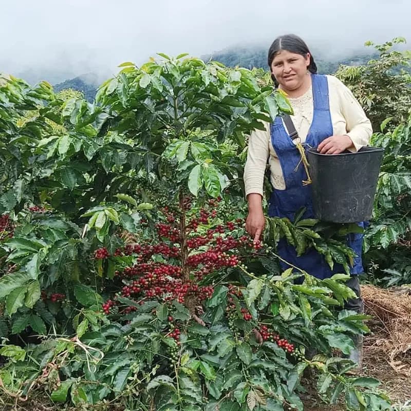bolivia san juan forest fruit blend washed arabica green coffee beans (1kg), bolivia coffee from pennine tea & coffee ltd