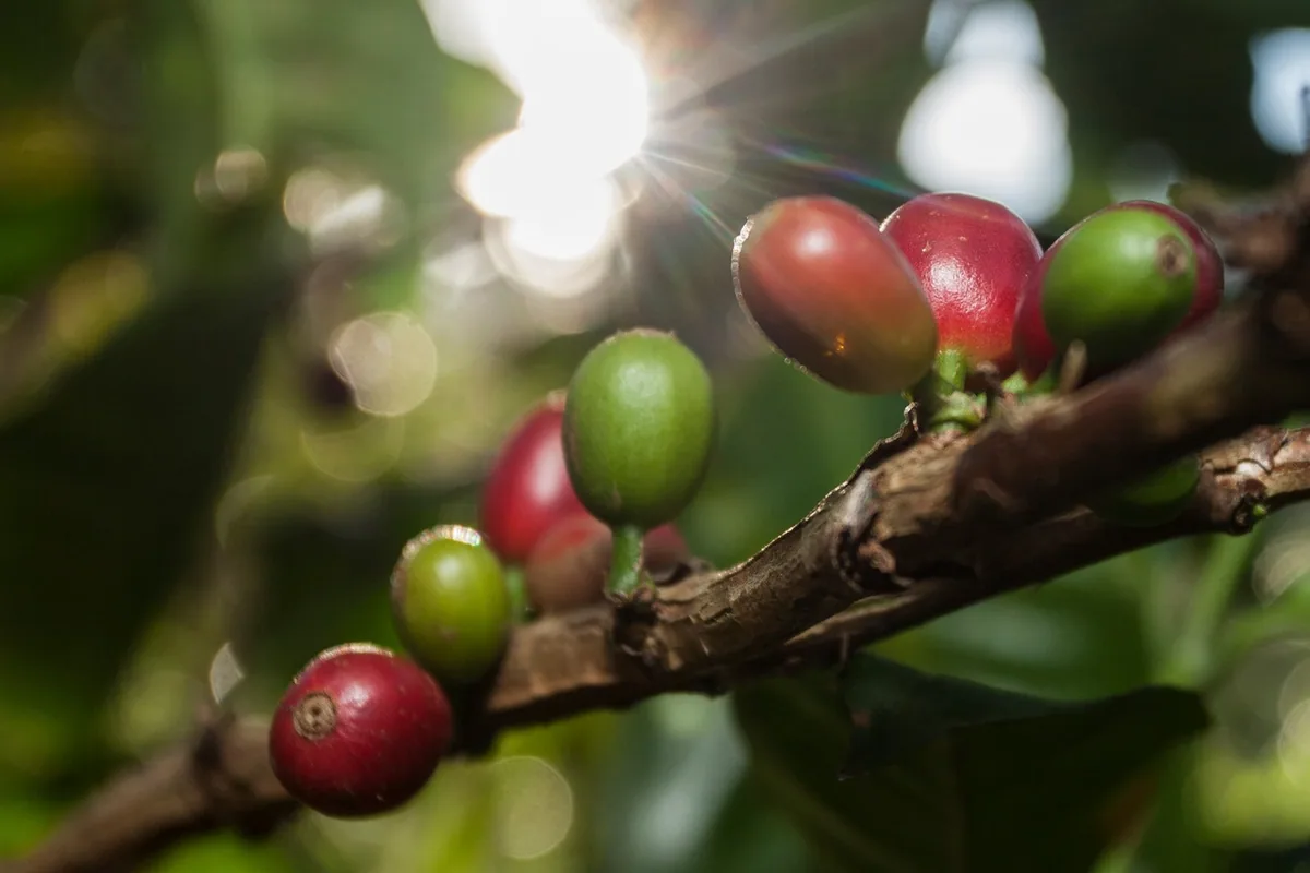 inmaculada fellows gesha, colombia coffee from crankhouse coffee