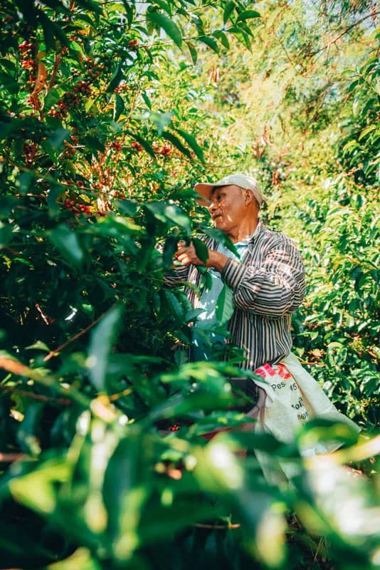 guatemala blue ayarza anaerobic, guatemala coffee from java roastery