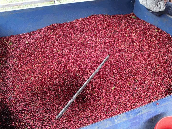 nicaragua finca la argentina el carbon plot anaerobic (micro-lot), nicaragua coffee from java roastery