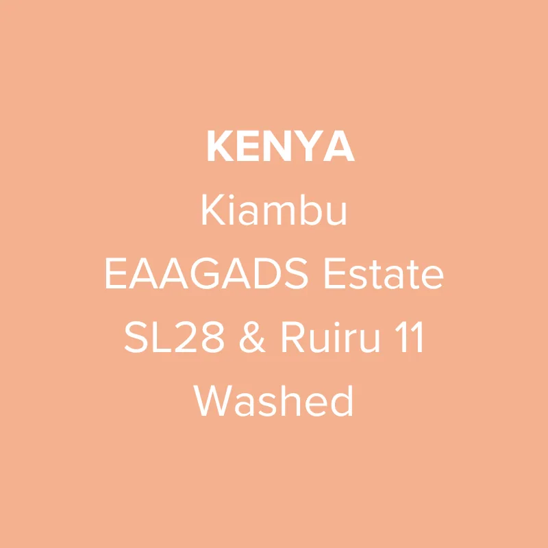 kenya kiambu eaagads estate sl28 & ruiru 11 washed aa top, kenya coffee from oma coffee roaster