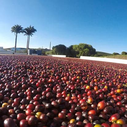 brazil - castanas do brazil, brazil coffee from golden sheep coffee