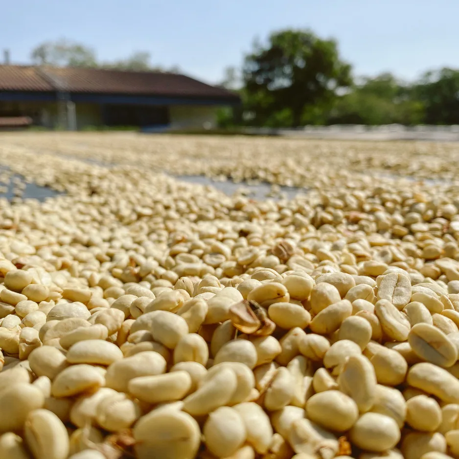 florescencia - raw green coffee - colombia, colombia coffee from transcend coffee and roastery