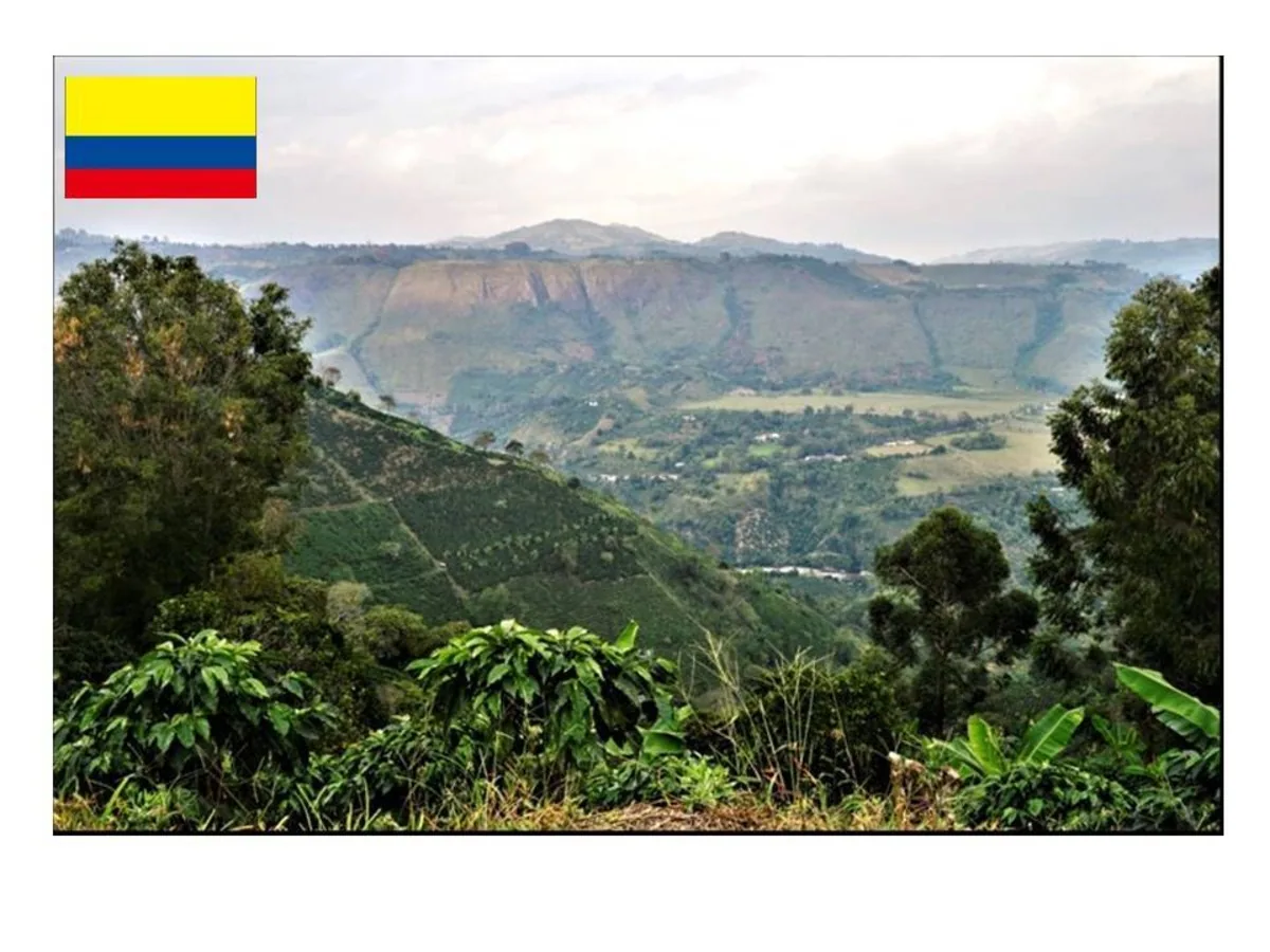 【colombia】コロンビア ラ カメリア農園 フリーウォッシュト 100g~, colombia coffee from セイコードー・コーヒー