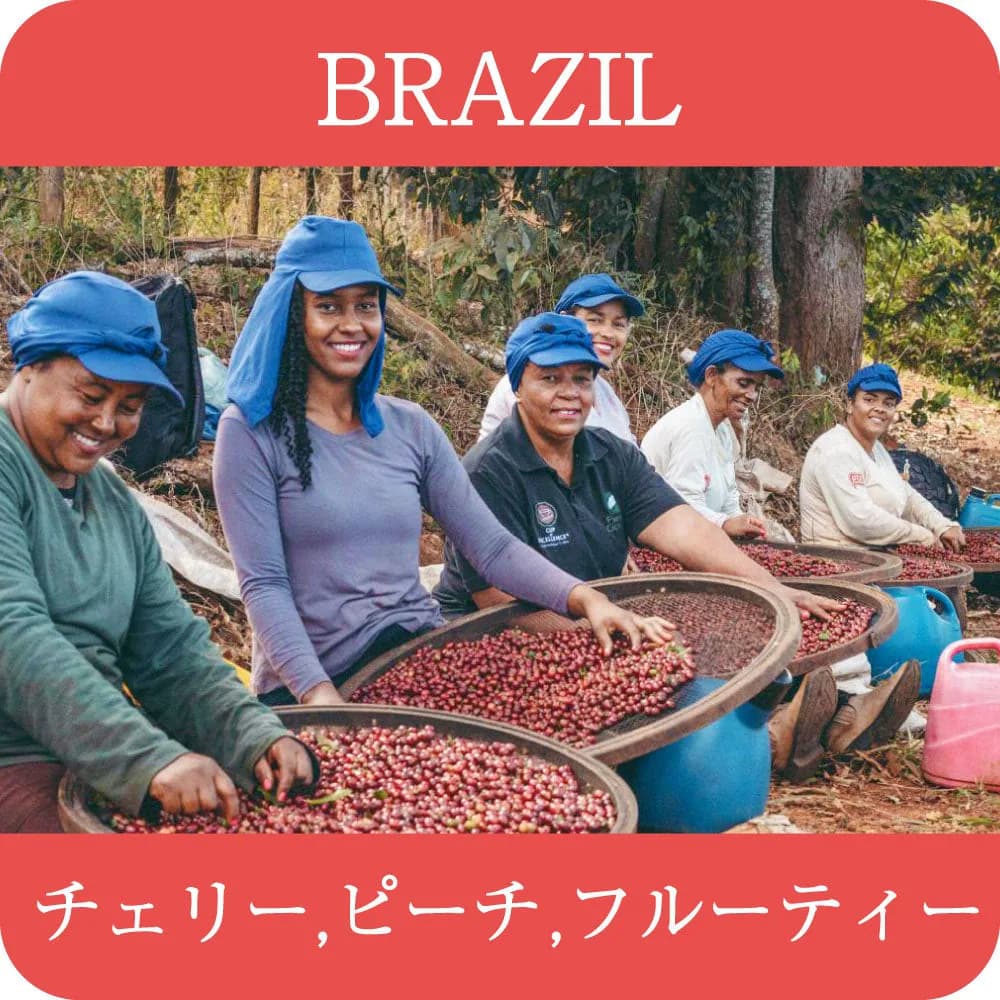ブラジル グアリロバ農園 fruity【浅煎り】, brazil coffee from 4trees coffee 焙煎labo堺