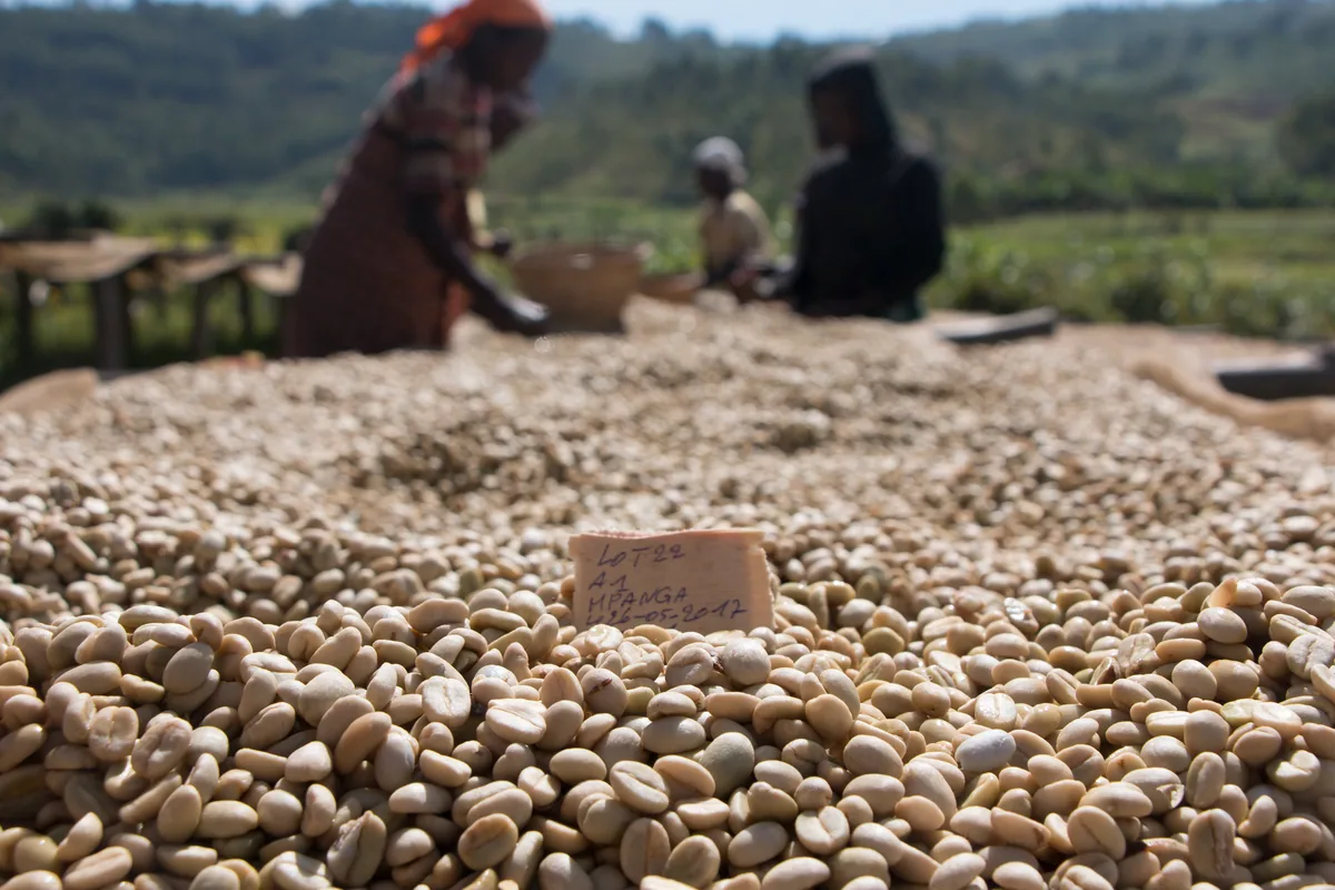 burundi fully washed arabica green coffee beans (1kg), burundi coffee from pennine tea & coffee ltd