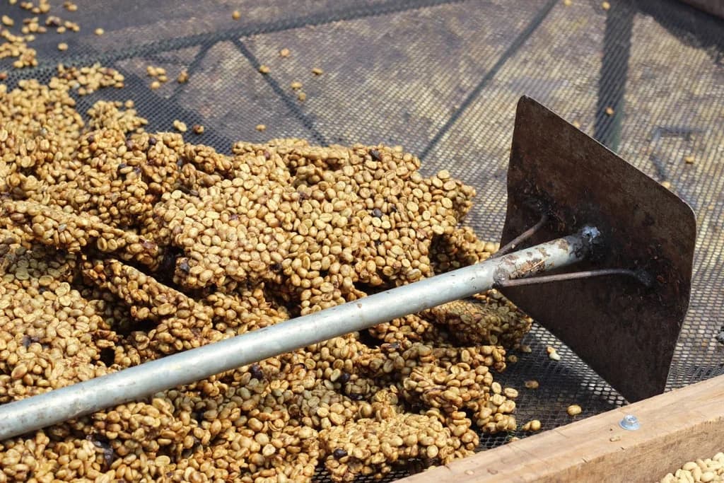 costa rica hacienda la minita green coffee beans (1kg), costa rica coffee from pennine tea & coffee ltd