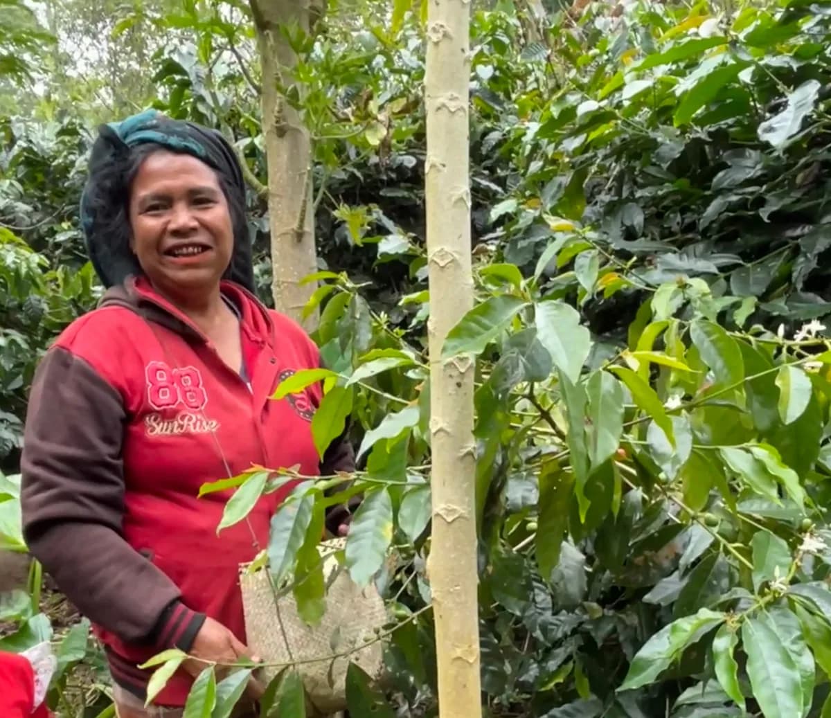 indonesia - nola wonga, indonesia coffee from shiloh coffee roasters ltd