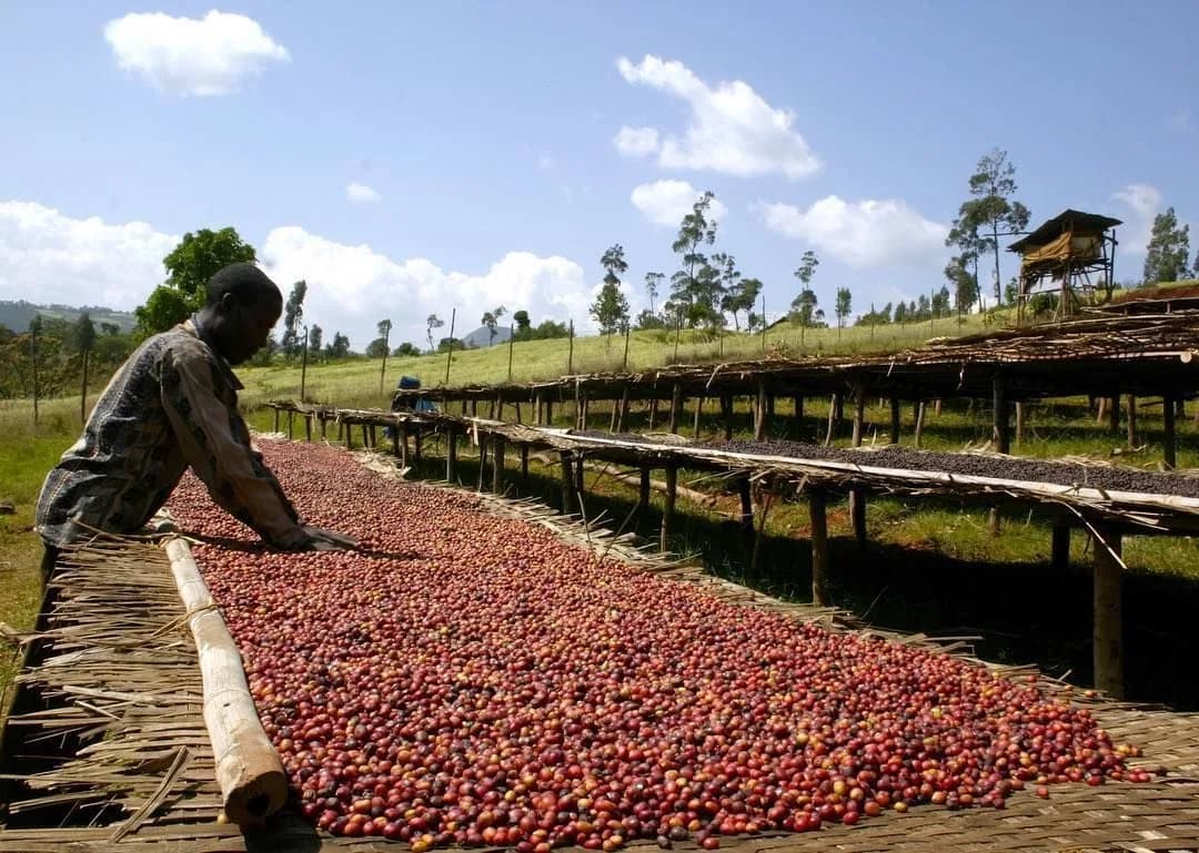 ethiopia yirgacheff adado, ethiopia coffee from lucas coffee roasters