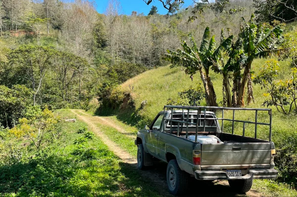 finca liquidámbar, honduras coffee from caribe coffee co. roastery