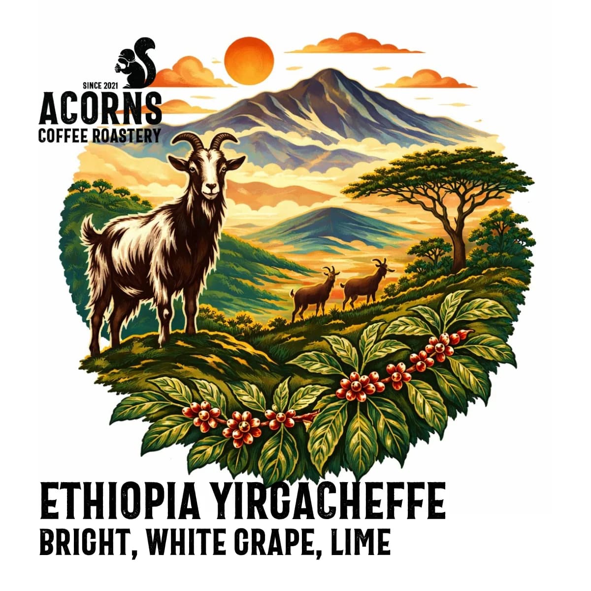 ethiopia yirgacheffe, ethiopia coffee from acorns coffee and cake