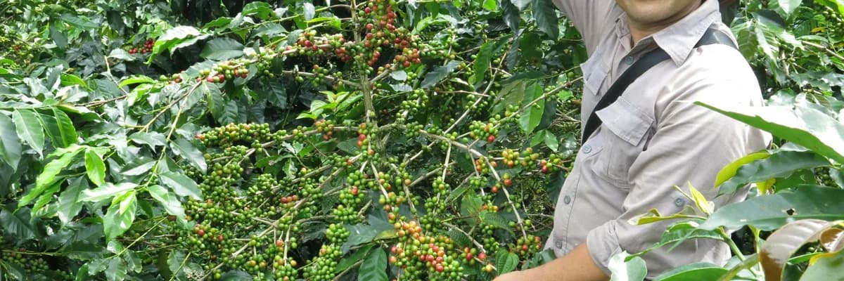 #66 indonesia, java frinsa estate, indonesia coffee from stillers coffee