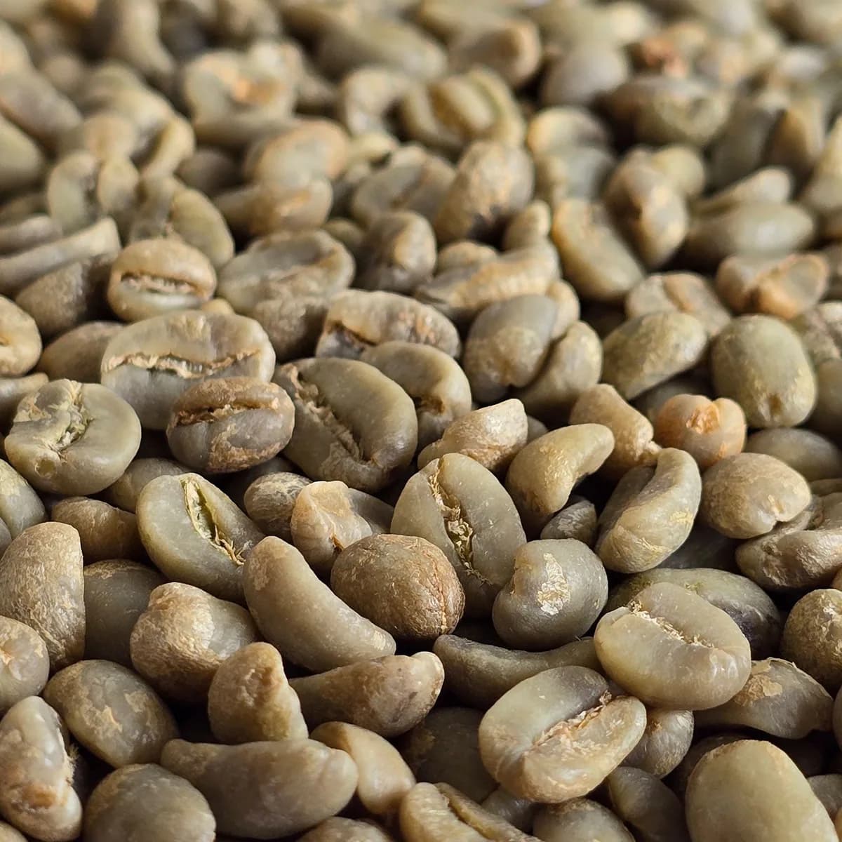 honduras aopcafeh organic unroasted green coffee beans 1kg, honduras coffee from chiasso coffee roasters