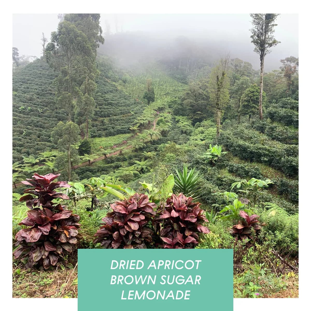 las delicias, washed java, nicaragua, nicaragua + indonesia coffee from drop coffee roasters