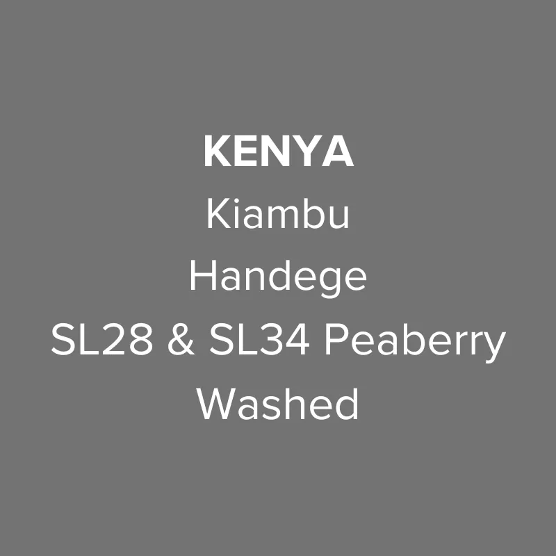 kenya kiambu handege sl28 & sl34 peaberry washed pb top, kenya coffee from oma coffee roaster