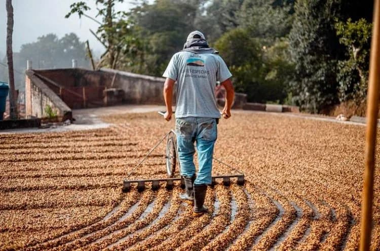 ⚡new⚡ brazil fazenda santana estate, brazil coffee from lucas coffee roasters