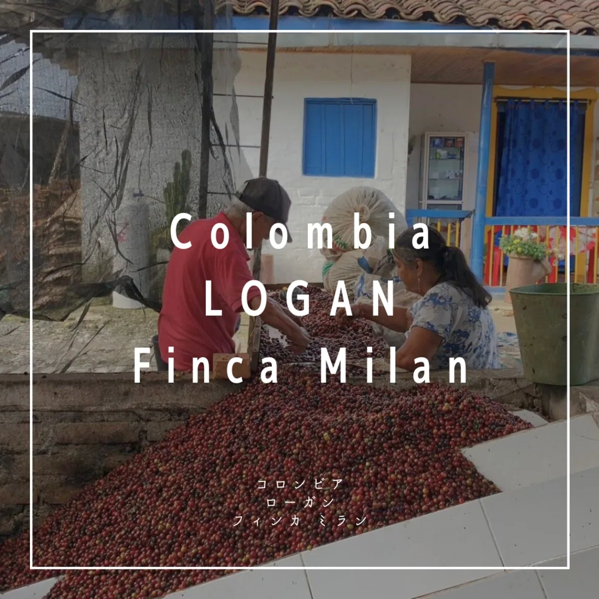 【200g】finca milan logan, colombia coffee from 野津田焙煎研究所