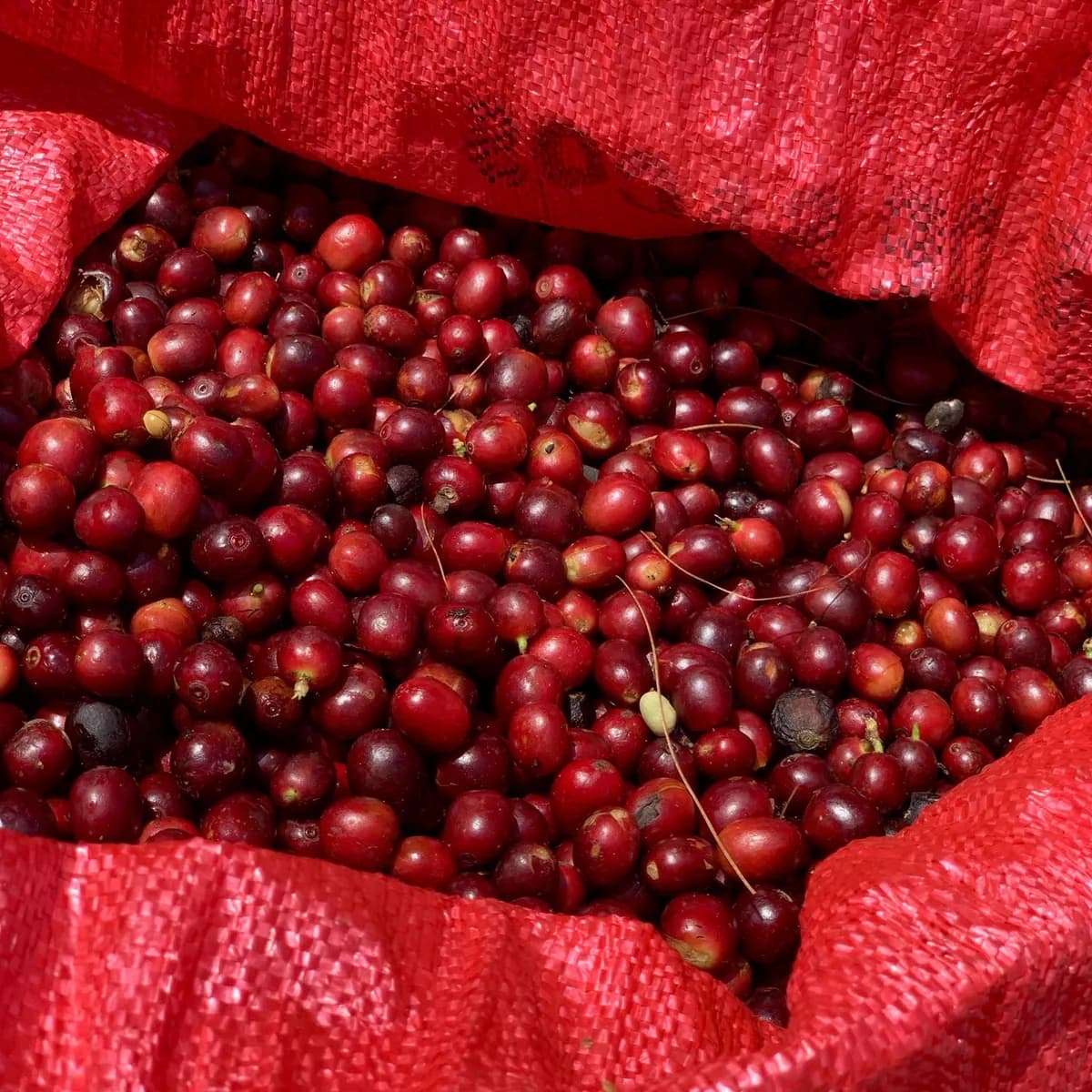ws la pradera cuvee, costa rica coffee from beacon coffee company, inc.