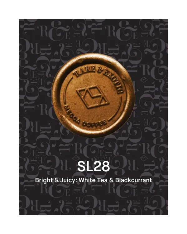 benjamin paz - sl28, honduras coffee from mecca coffee - alexandria