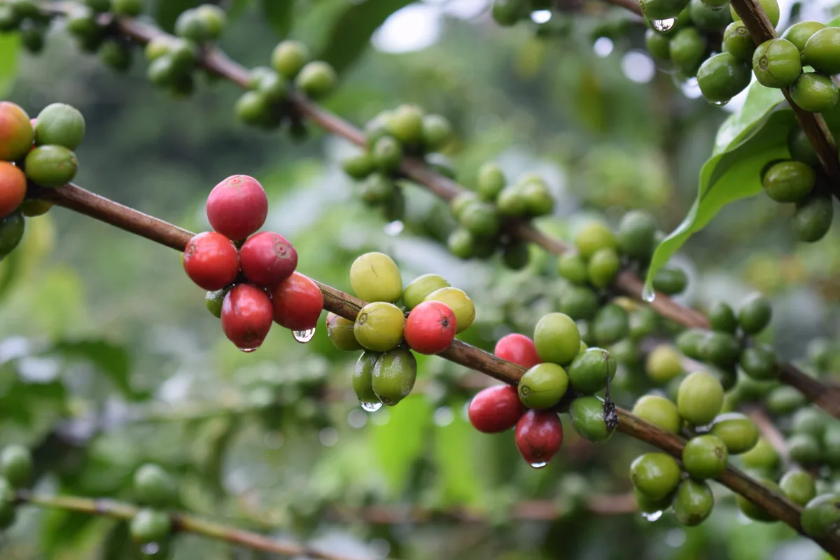 colombia finca las brisas ombligon 200g, colombia coffee from java roastery