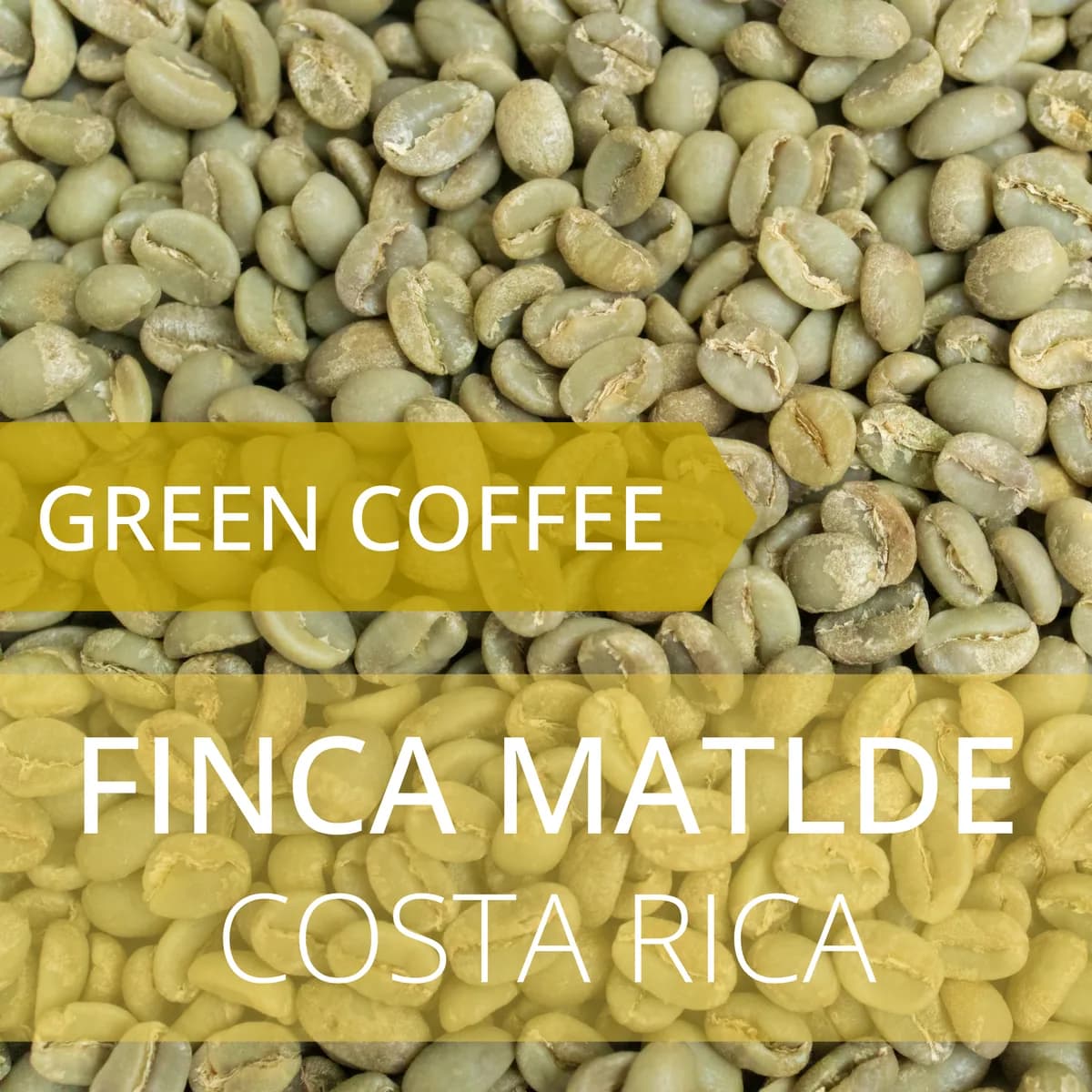 finca matilde - costa rica, costa rica coffee from foundry coffee roasters