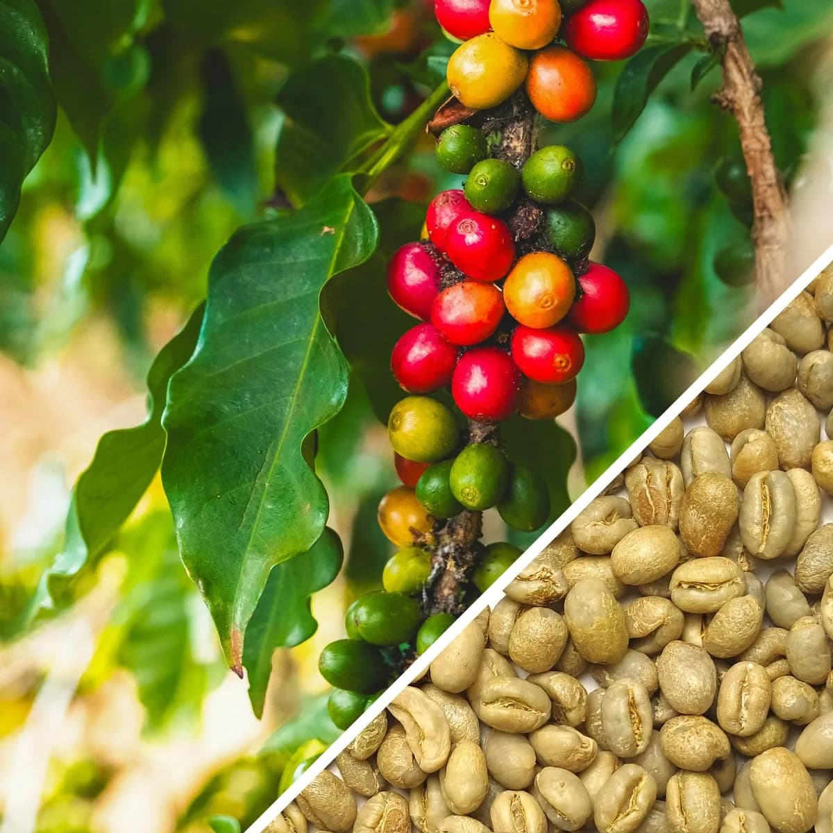 tanzania peaberry - green coffee, tanzania coffee from terra coffee and tea ltd