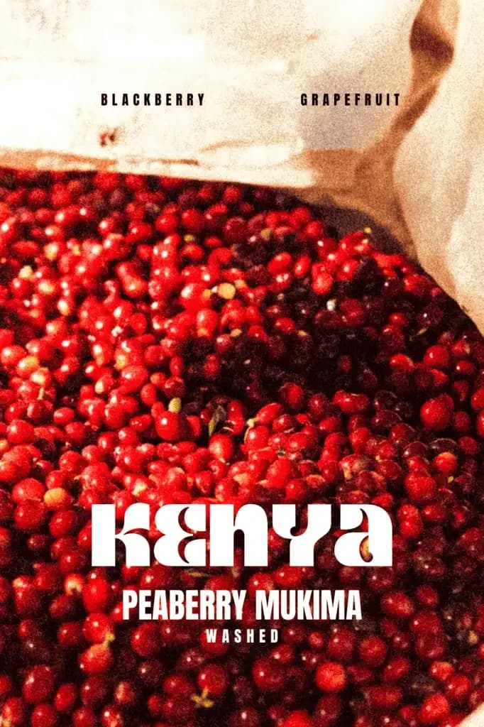kenya – peaberry mukima, kenya coffee from marshall street coffee