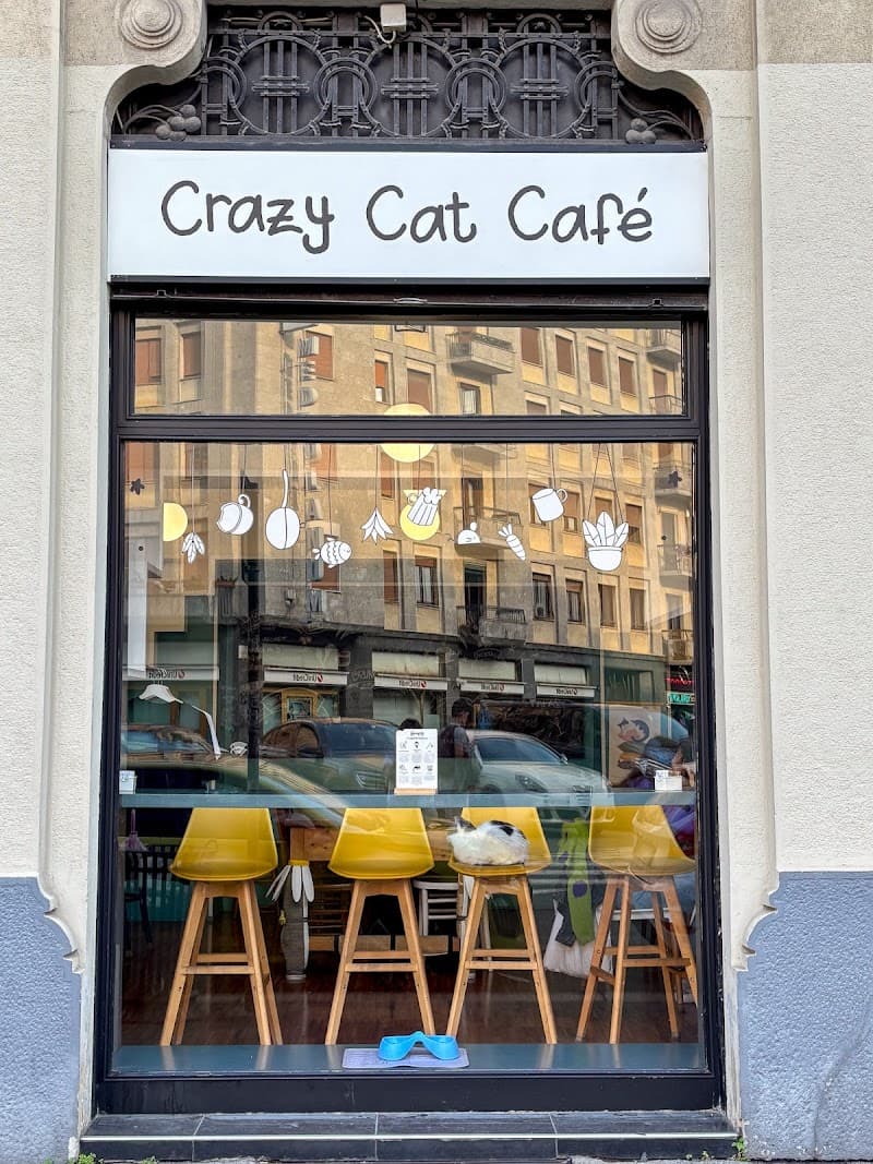 Crazy Cat Café in Milan, specialty coffee cafe