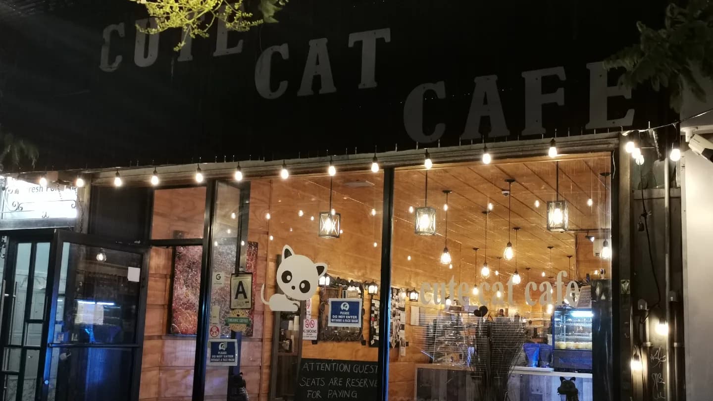 Cute Cat Cafe in New York City, specialty coffee cafe