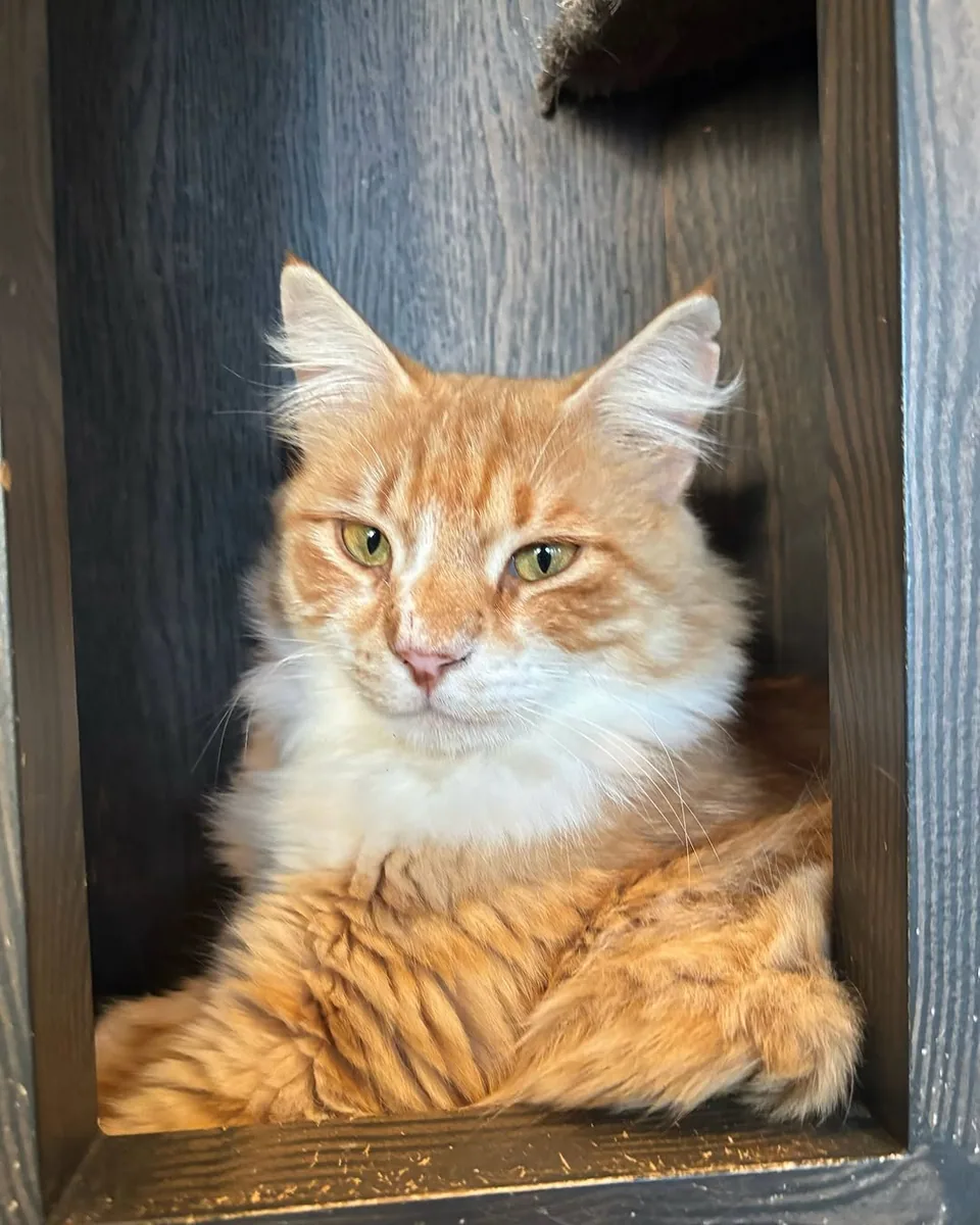 Java Whiskers Cat Café White City in London, specialty coffee cafe