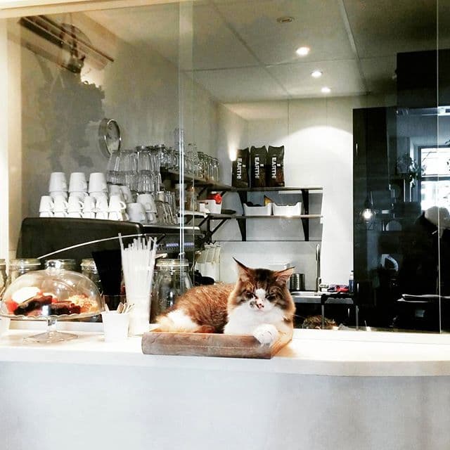 Kattencafé Op z'n Kop in Groningen, specialty coffee cafe