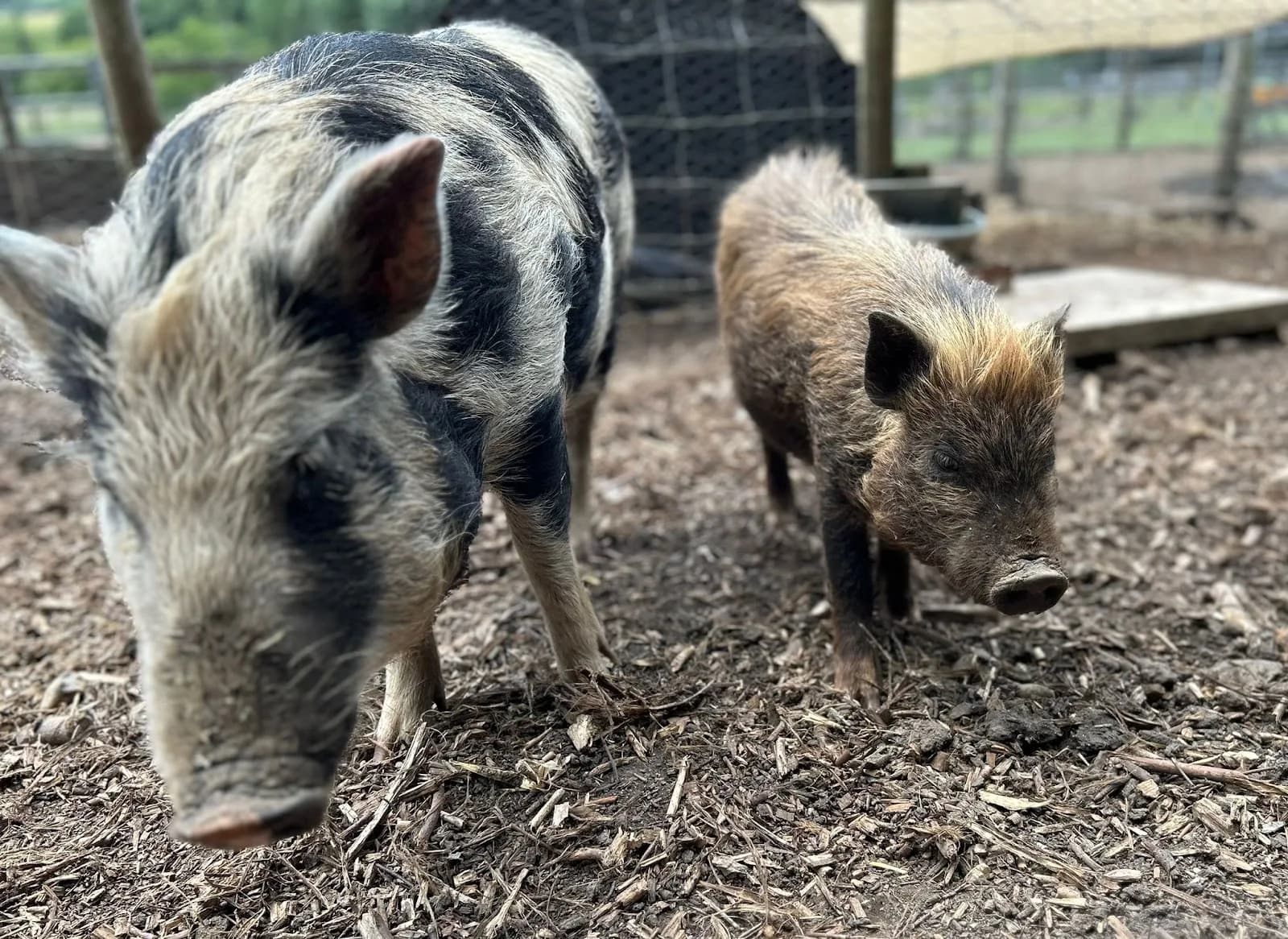 Kew Little Pigs Farm Ltd in Amersham, specialty coffee cafe