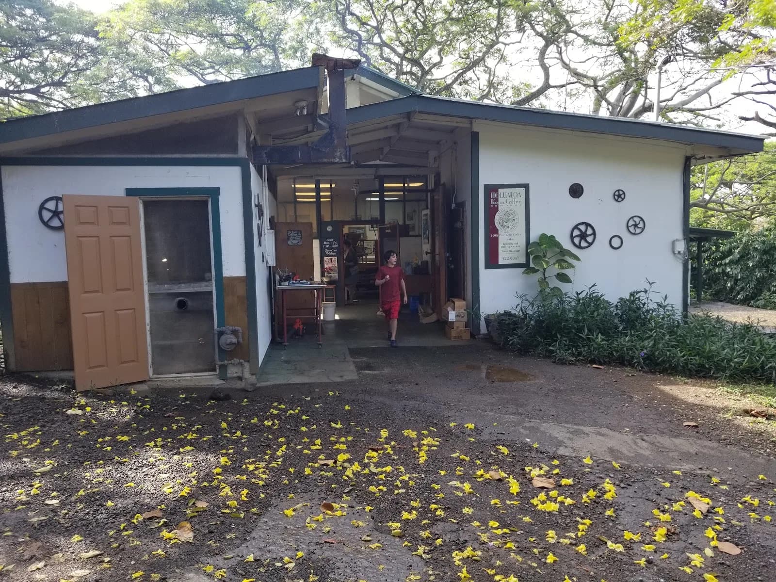 Kona Coffee & Tea in Holualoa, specialty coffee roaster