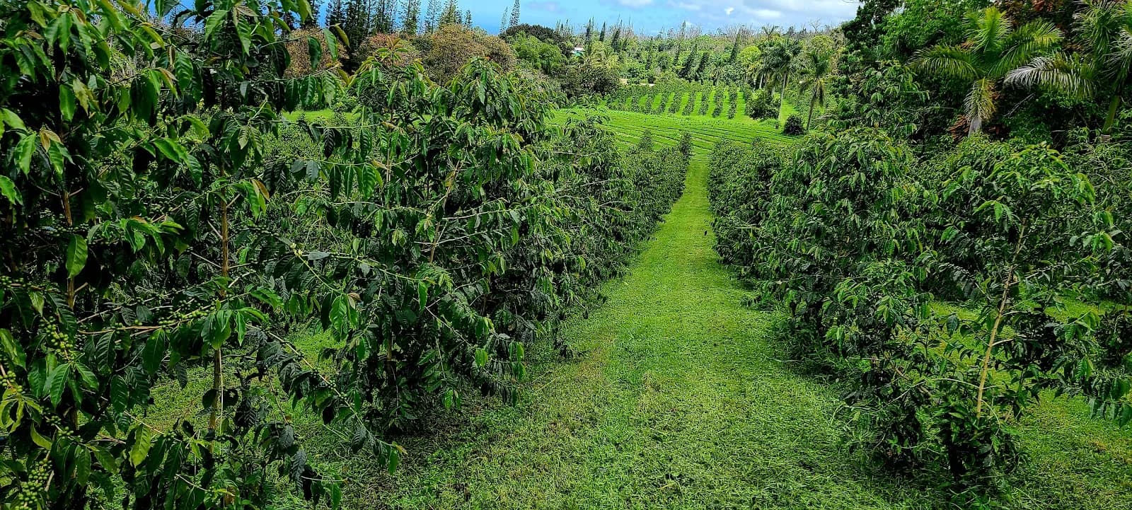Kona Earth - 100% Kona Coffee in Kailua-Kona, specialty coffee roaster