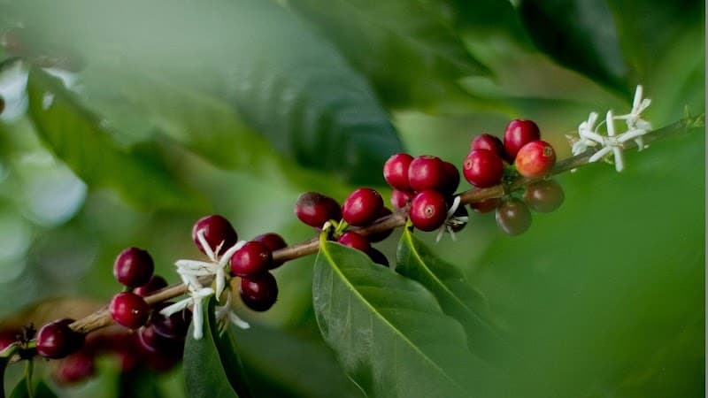 Kona Farm Direct Coffee in Holualoa, specialty coffee roaster